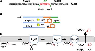 Conformational analysis and interaction of the Staphylococcus aureus transmembrane peptidase AgrB with its AgrD propeptide substrate